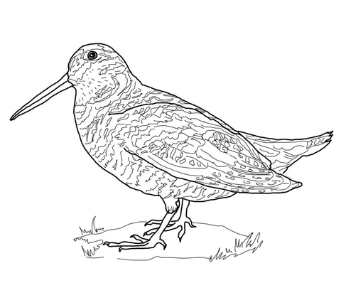 American Woodcock Coloring Page